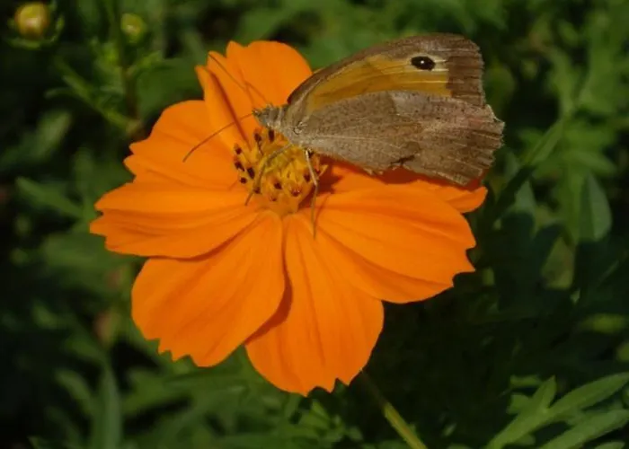 Poseidon Apartahotel